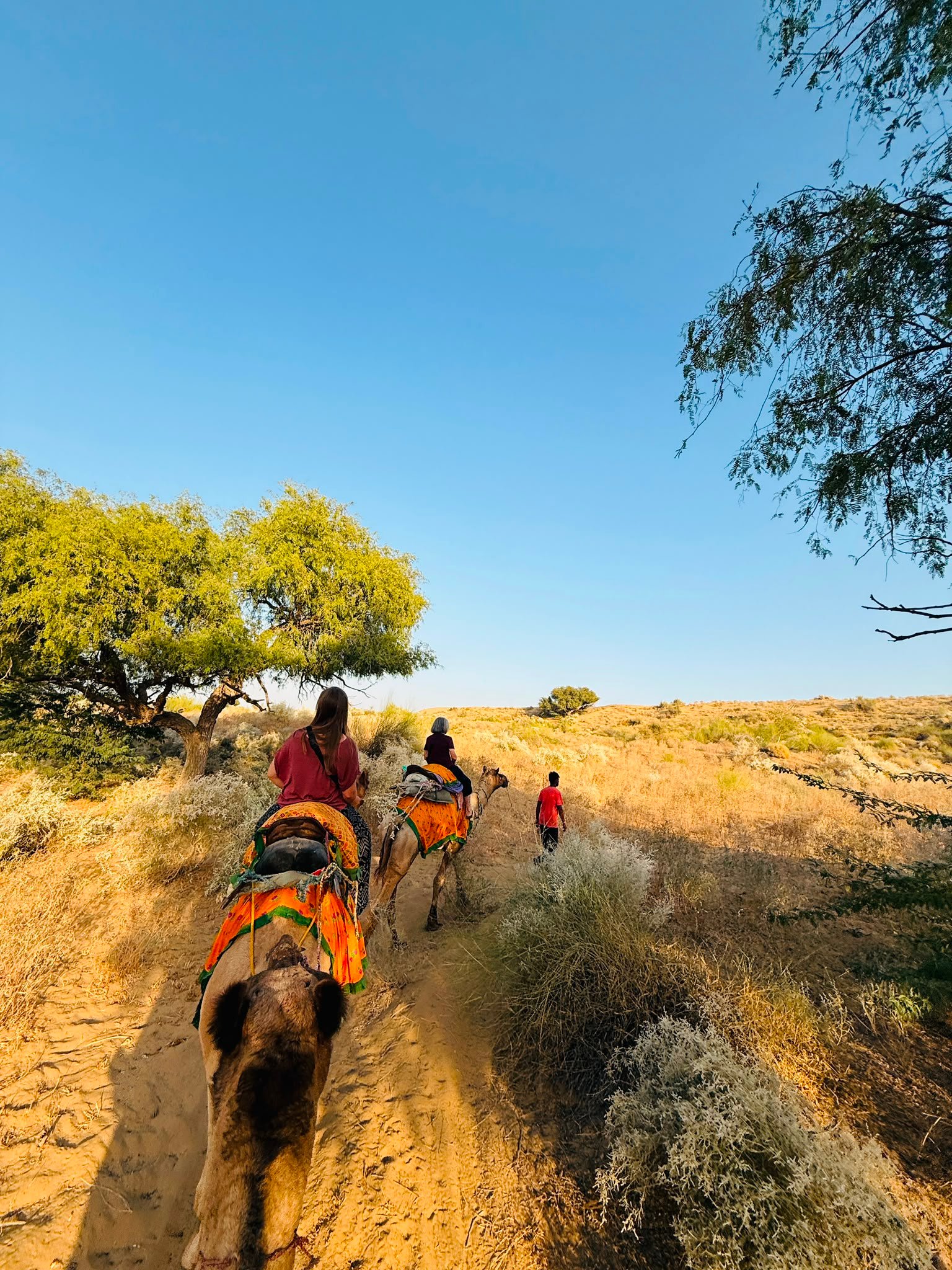 Luxury Desert Camp Experience